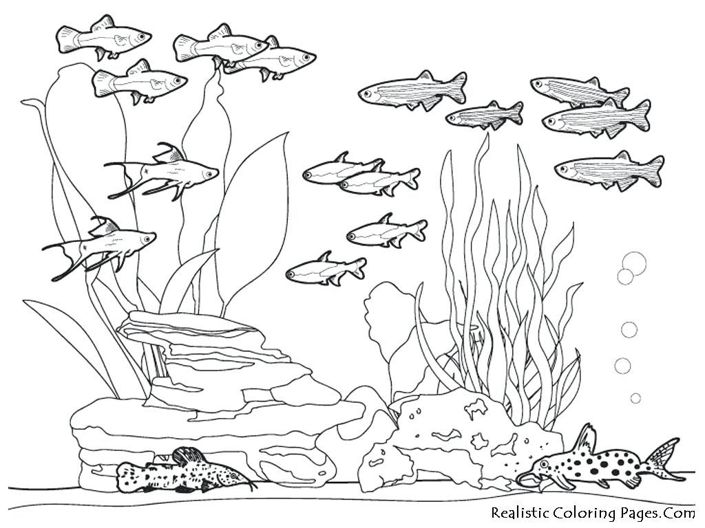 1024x768 Coloring Pages ~ Sea Animal Coloring Pages Ocean Habitat Page Web