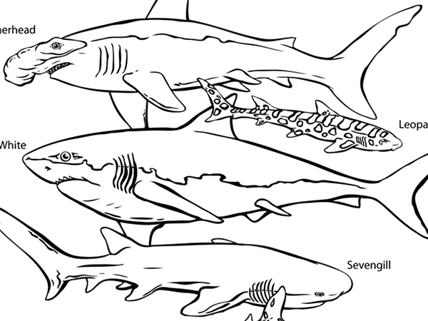 600x450 Coloring Pages