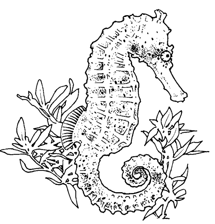 736x768 51 Lovely Seahorse Coloring Pages For Adults Coloring Pages