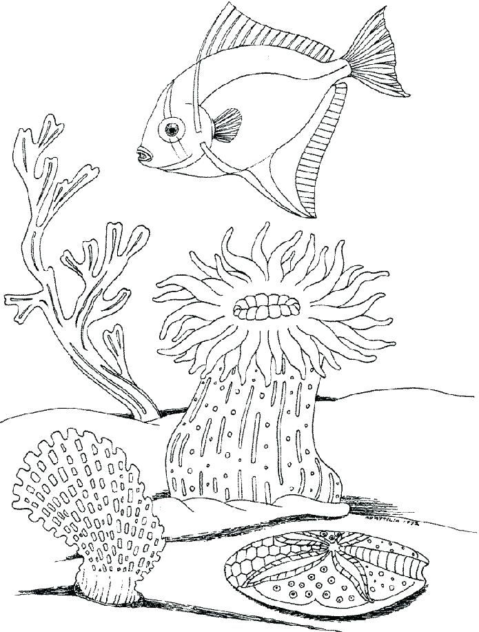 695x917 Underwater Coloring Pages Underwater Sea Coloring Pages Adult Page