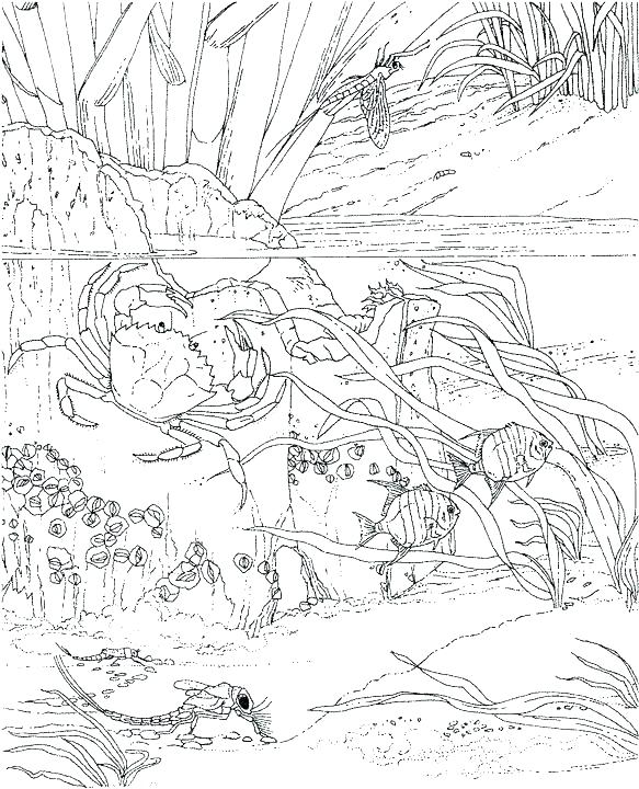 Underwater Coloring Page Printable Ocean Coloring Pages Ocean 583x720 Underwater Coloring Page Printable Ocean Coloring Pages Ocean