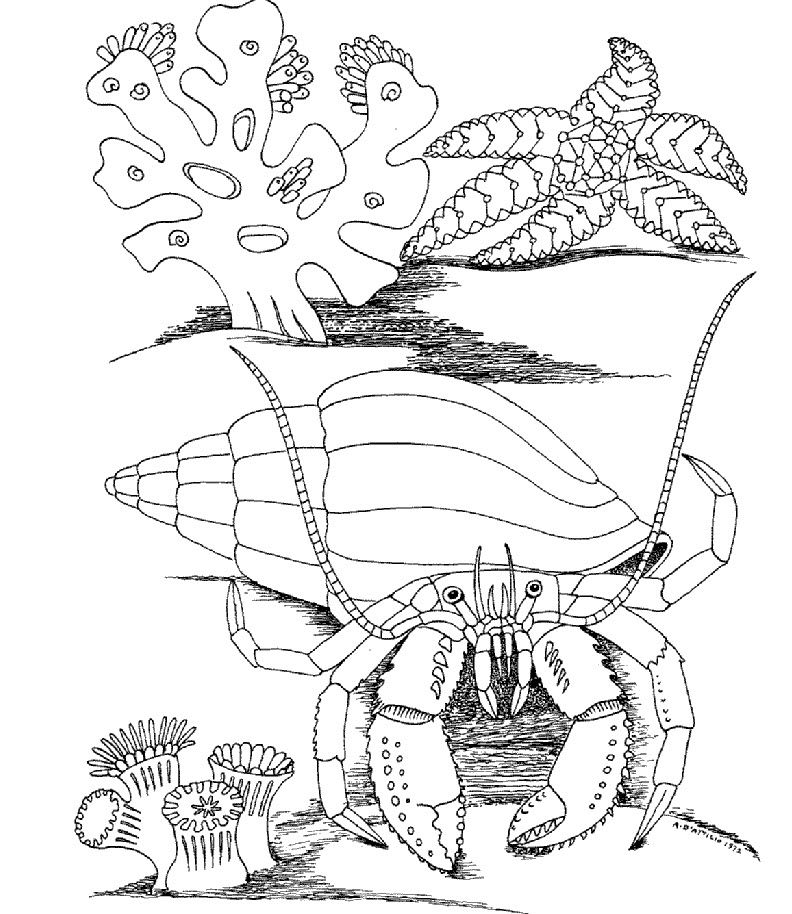 792x914 Kids Under 7 Underwater World Coloring Pages Kids Coloring
