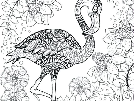 563x425 Detailed Animal Coloring Pages Free Printable Animal Coloring