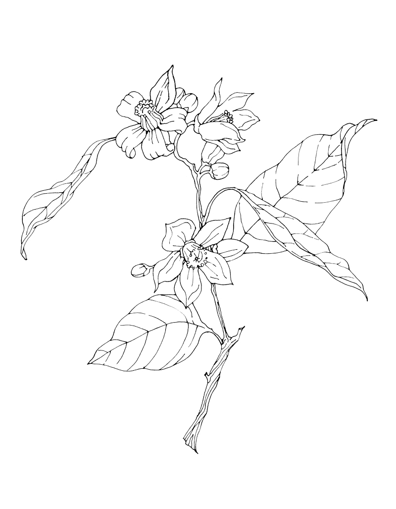 Awesome Orange Blossom Flower Coloring Sheet Design Printable 800x1027 Awesome Orange Blossom Flower Coloring Sheet Design Printable