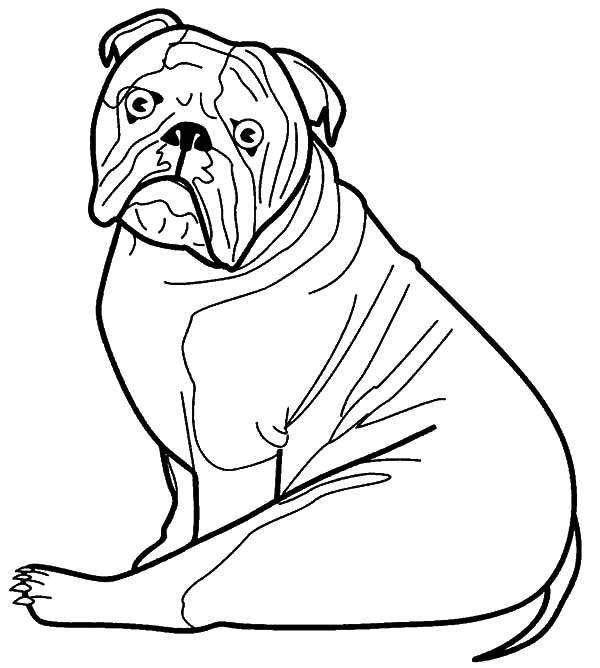 Bulldog Coloring Pages Awesome Usmc Bulldog Coloring Pages 600x668 Bulldog Coloring Pages Awesome Usmc Bulldog Coloring Pages