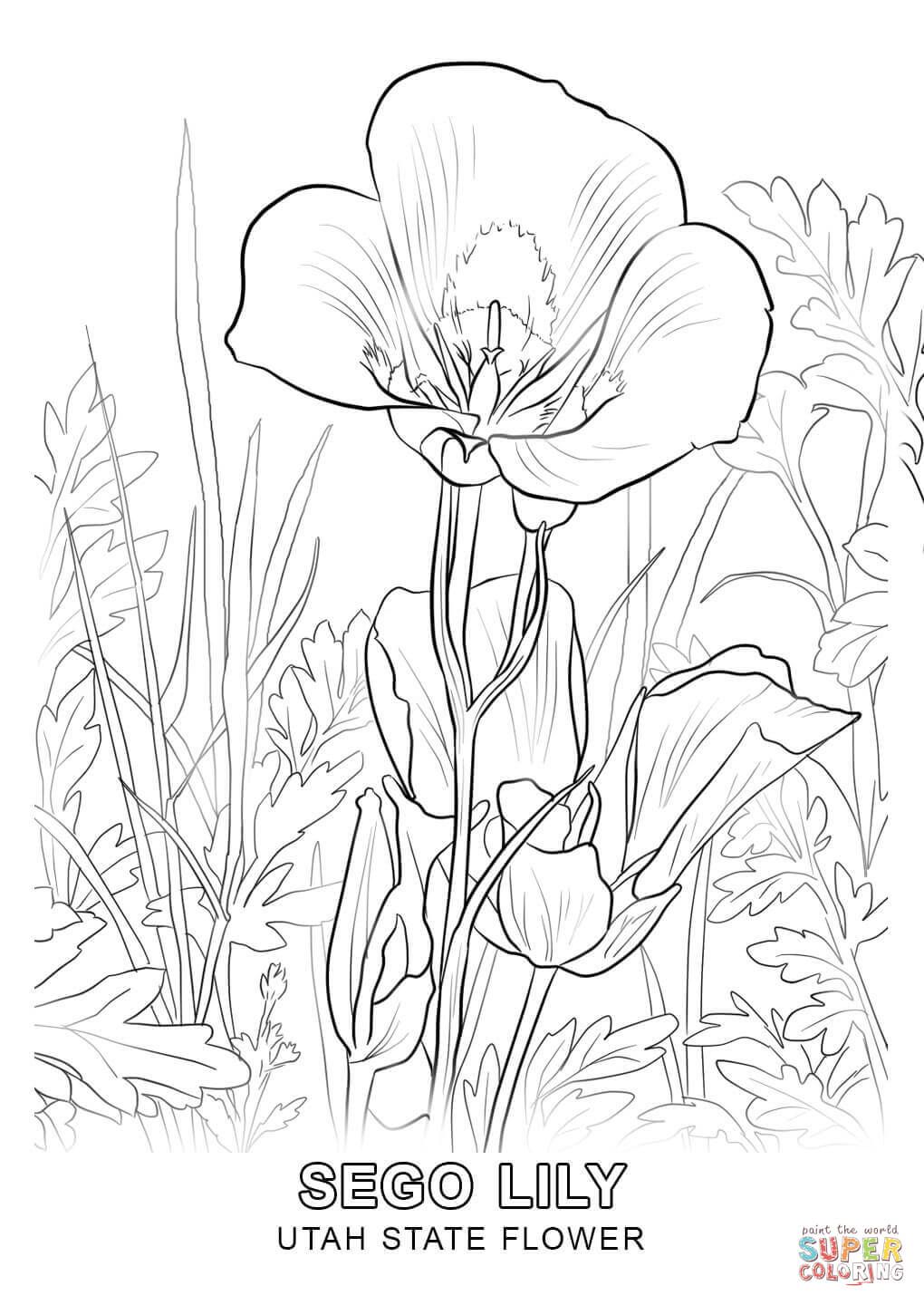 Utah State Flower Coloring Page Free Printable Coloring Pages 1020x1440 Utah State Flower Coloring Page Free Printable Coloring Pages