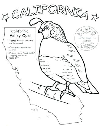 329x412 Food From Heaven Coloring Pages With Wallpaper Free Quail Page