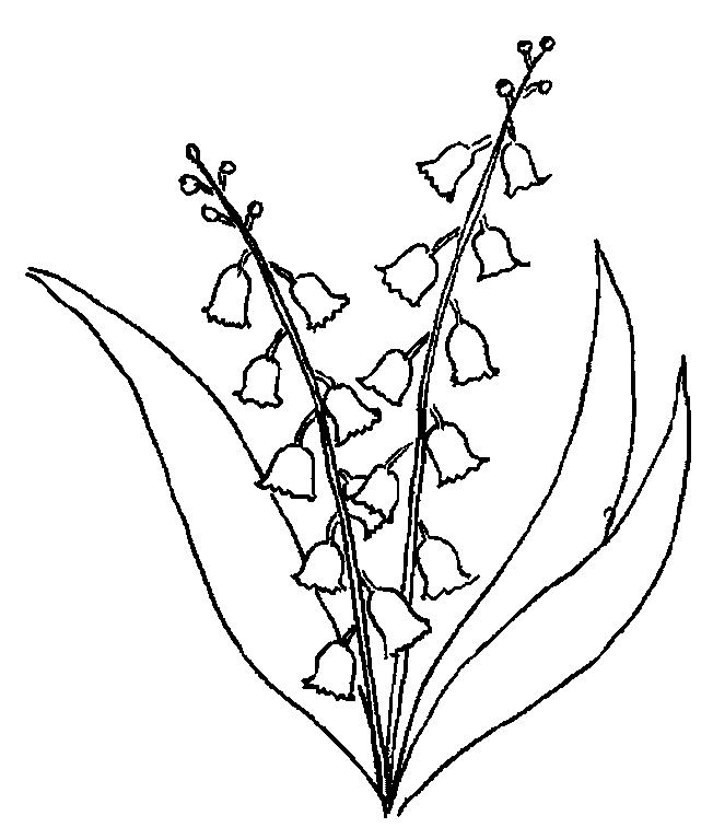 652x767 Lily Of The Valley Coloring Page 12