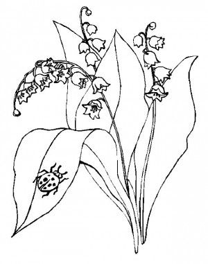 300x381 Lily Of The Valley Coloring Page 24 Free Flowers Coloring Book