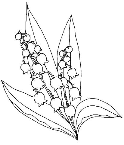 412x480 Lily Of The Valley Coloring Page 3