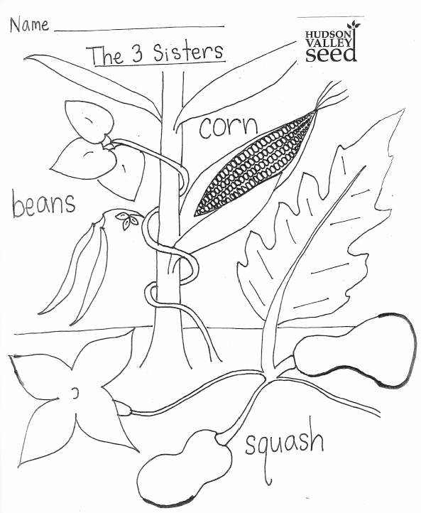 593x722 Coloring Pages Hudson Valley Seed