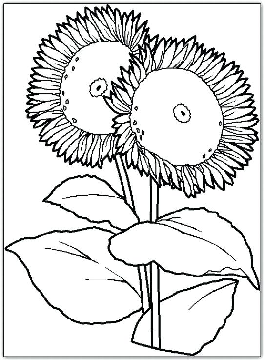 543x739 Van Gogh Sunflowers Coloring Page