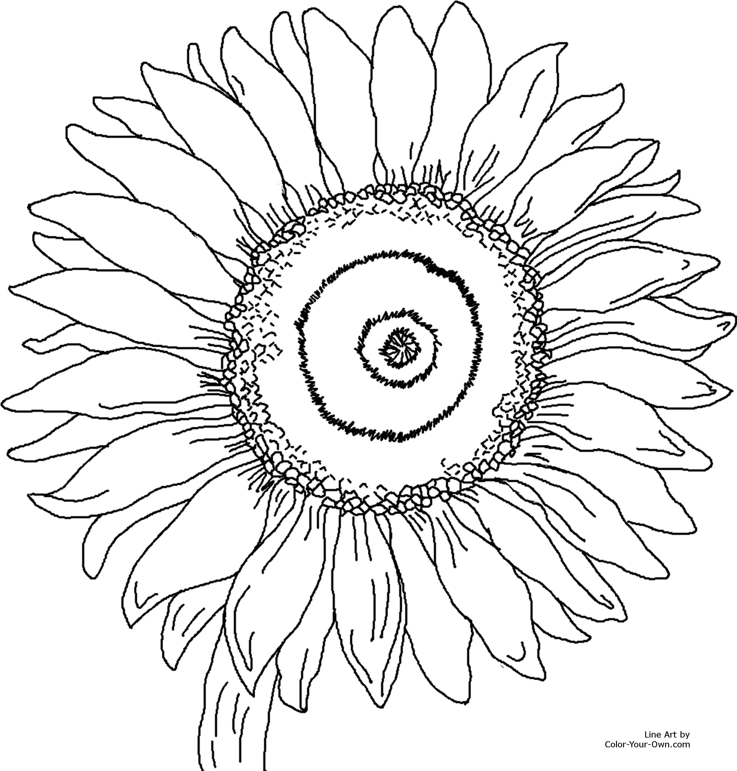 2400x2511 Sunflower Coloring Page