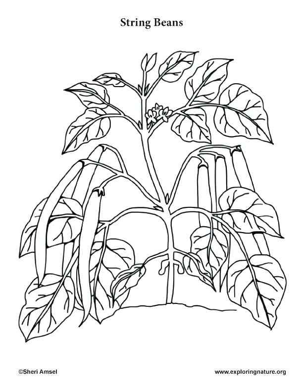 612x792 Vegetable Coloring Page Vegetable Coloring Pages Corn Coloring