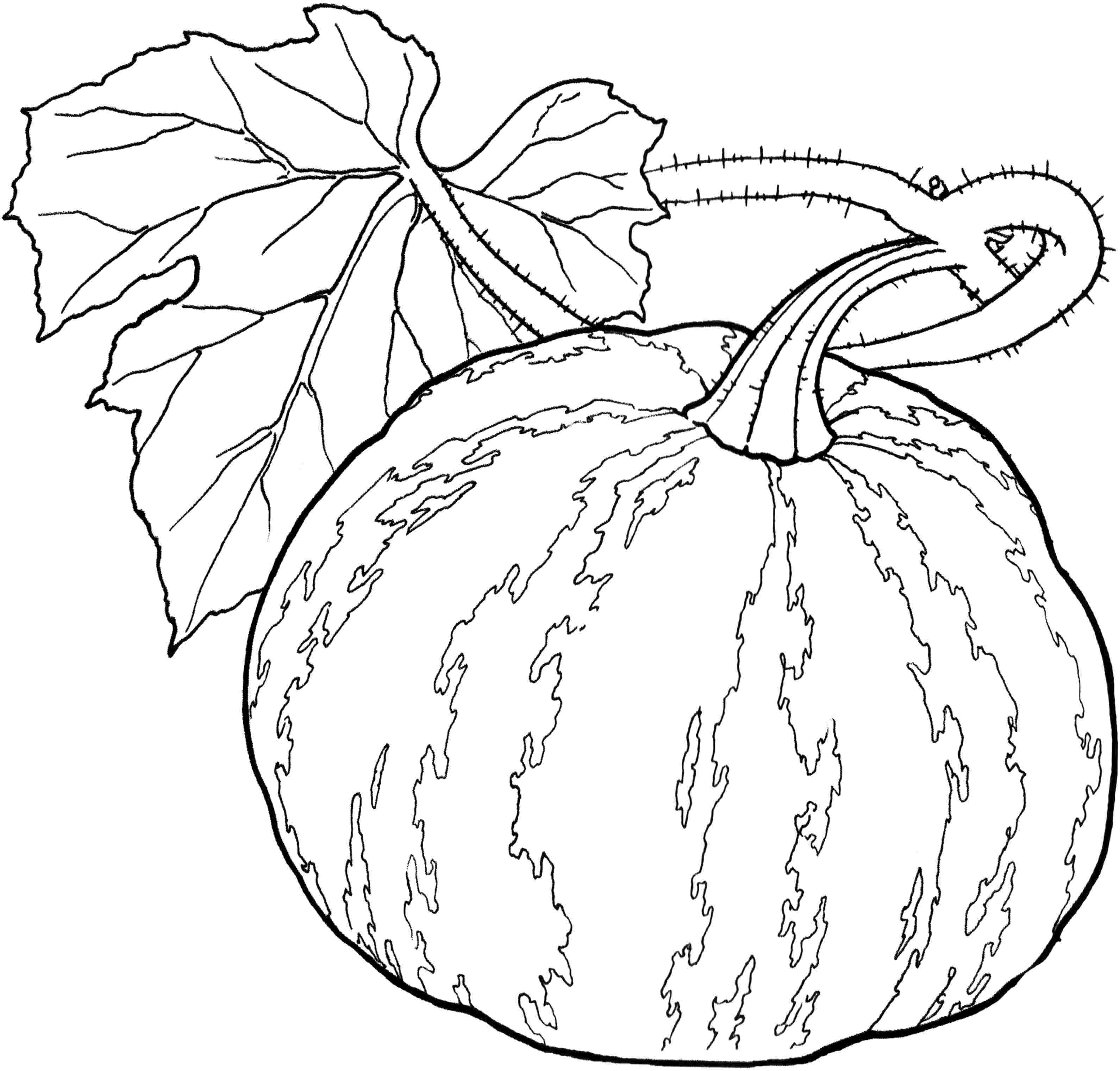 3181x3042 Free Coloring Pages Photo Gallery Of Vegetable At New