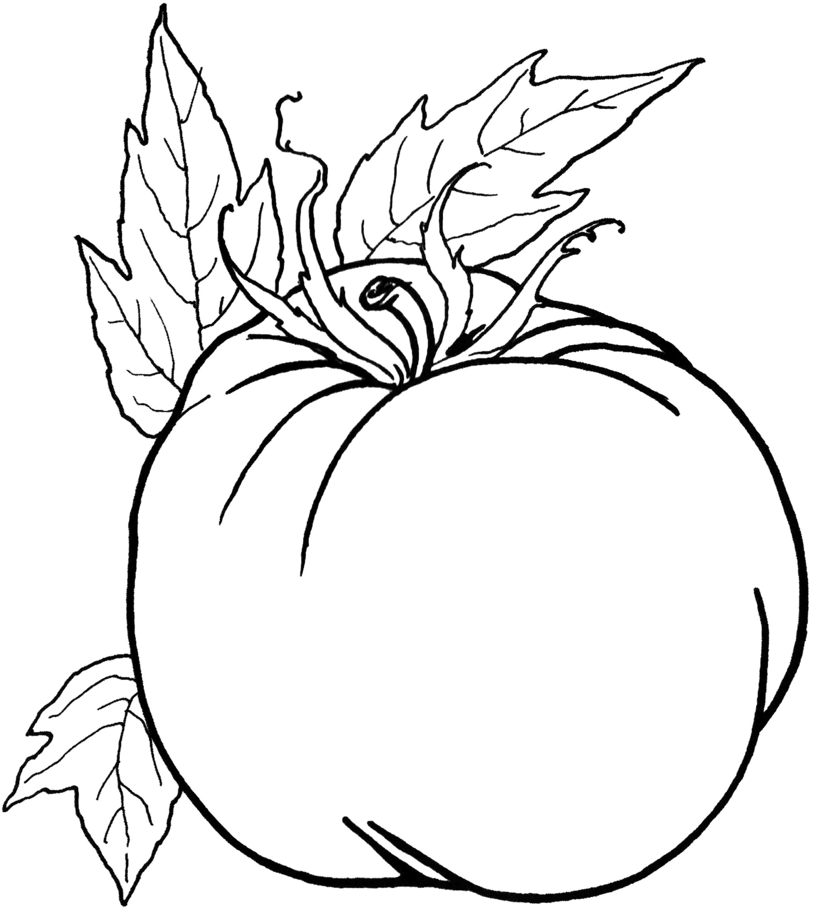 Pumpkin Vegetables Healthy Food Coloring Pages Fall Coloring 2600x2900 Pumpkin Vegetables Healthy Food Coloring Pages Fall Coloring