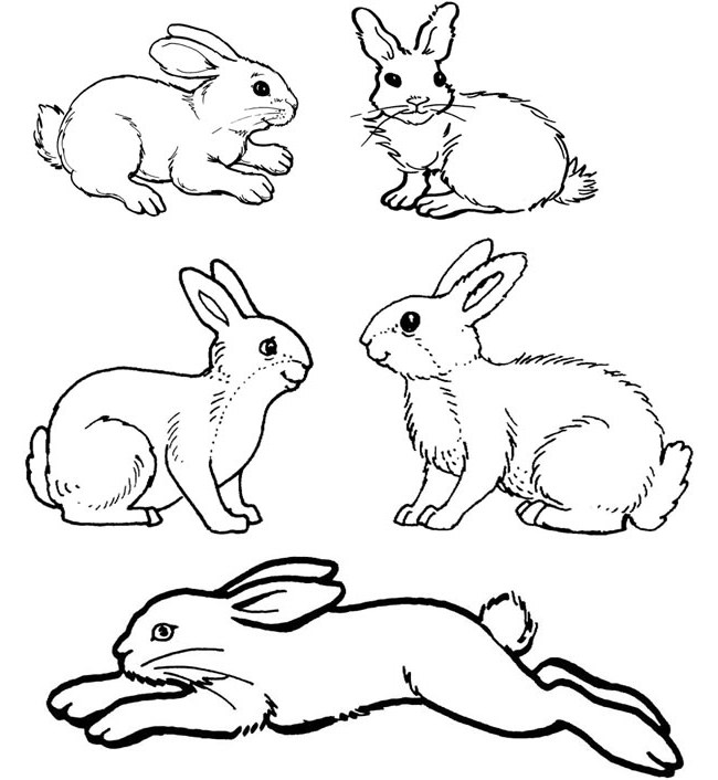 650x706 Rabbit Template Animal Templates Free Premium Templates Velveteen