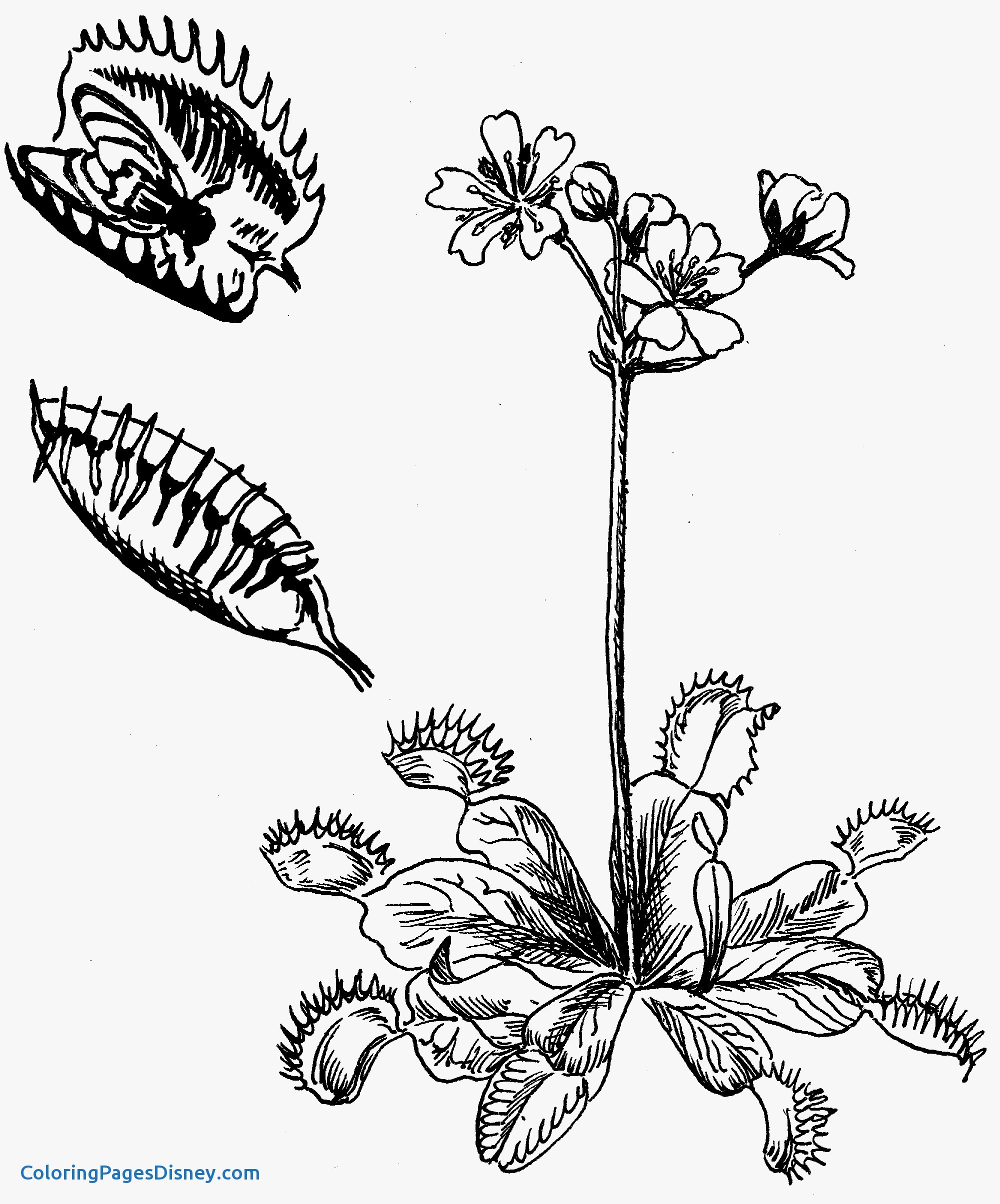 2000x2410 Beautiful Venus Fly Trap Coloring Pages