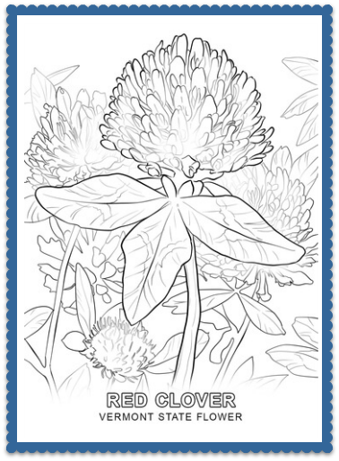 Vermont State Flower 378x514 Vermont State Flower