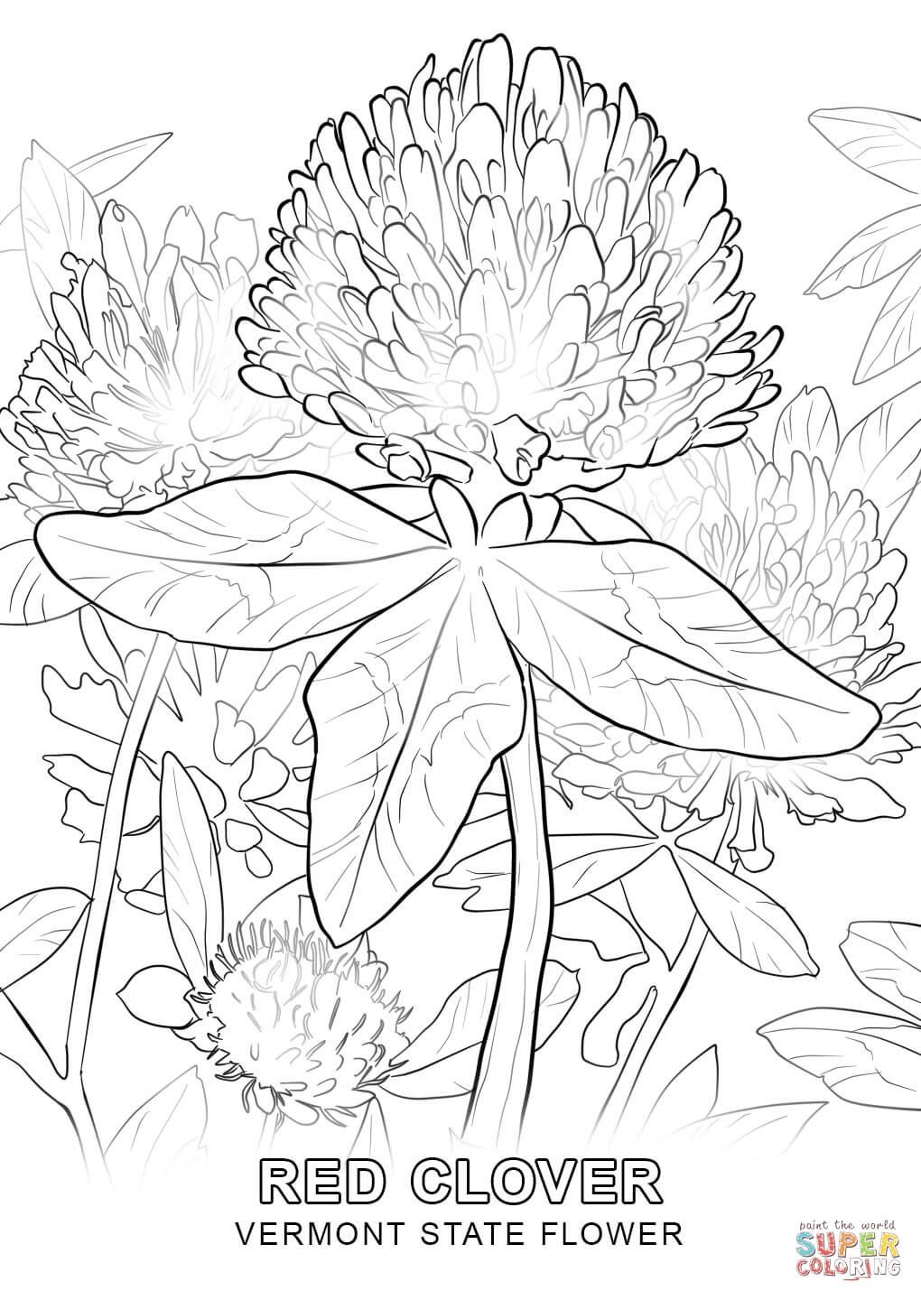 Vermont State Flower Coloring Page Free Printable Coloring Pages 1020x1440 Vermont State Flower Coloring Page Free Printable Coloring Pages