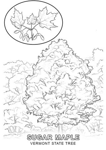 Click To See Printable Version Of Vermont State Tree Coloring Page 340x480 Click To See Printable Version Of Vermont State Tree Coloring Page