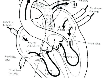 Veterinarian Coloring Pages Free Veterinary 440x330 Veterinarian Coloring Pages Free Veterinary