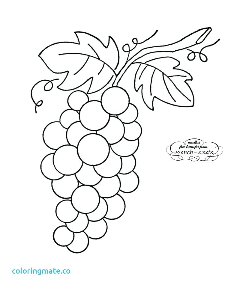 800x961 Grape Vine Art Grapes Coloring Page Best Of Grape Vine Clip Art