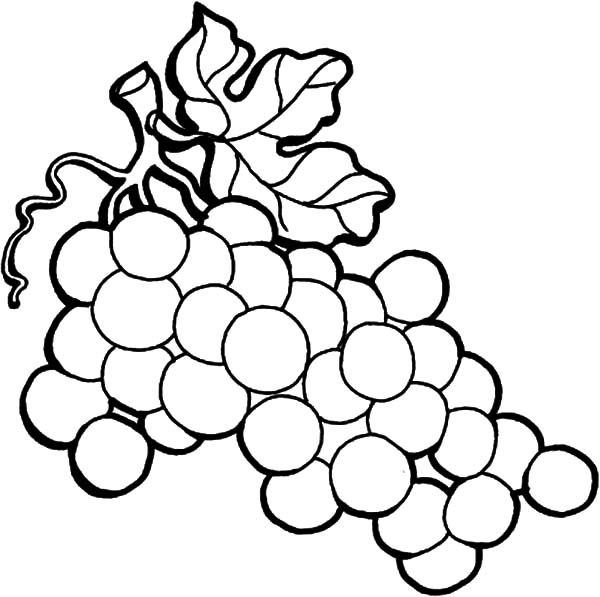 600x597 Grapes Coloring Page Grapes Coloring Page Wine Grapes On The Vine