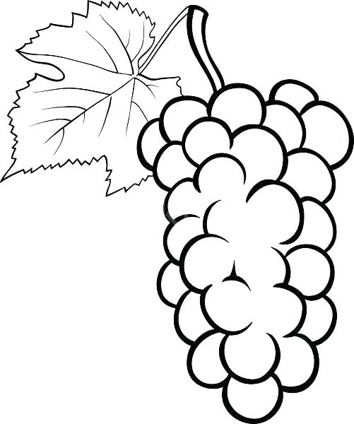 501x600 Grapes Coloring Pages Wine Grapes On The Vine Coloring Pages Grape