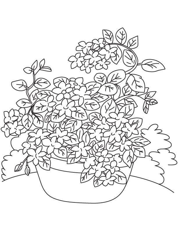 612x792 Jasmine Vine Coloring Page Vocales Jasmine Vine
