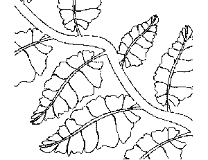 300x231 Vine With Leaves Coloring Page.png