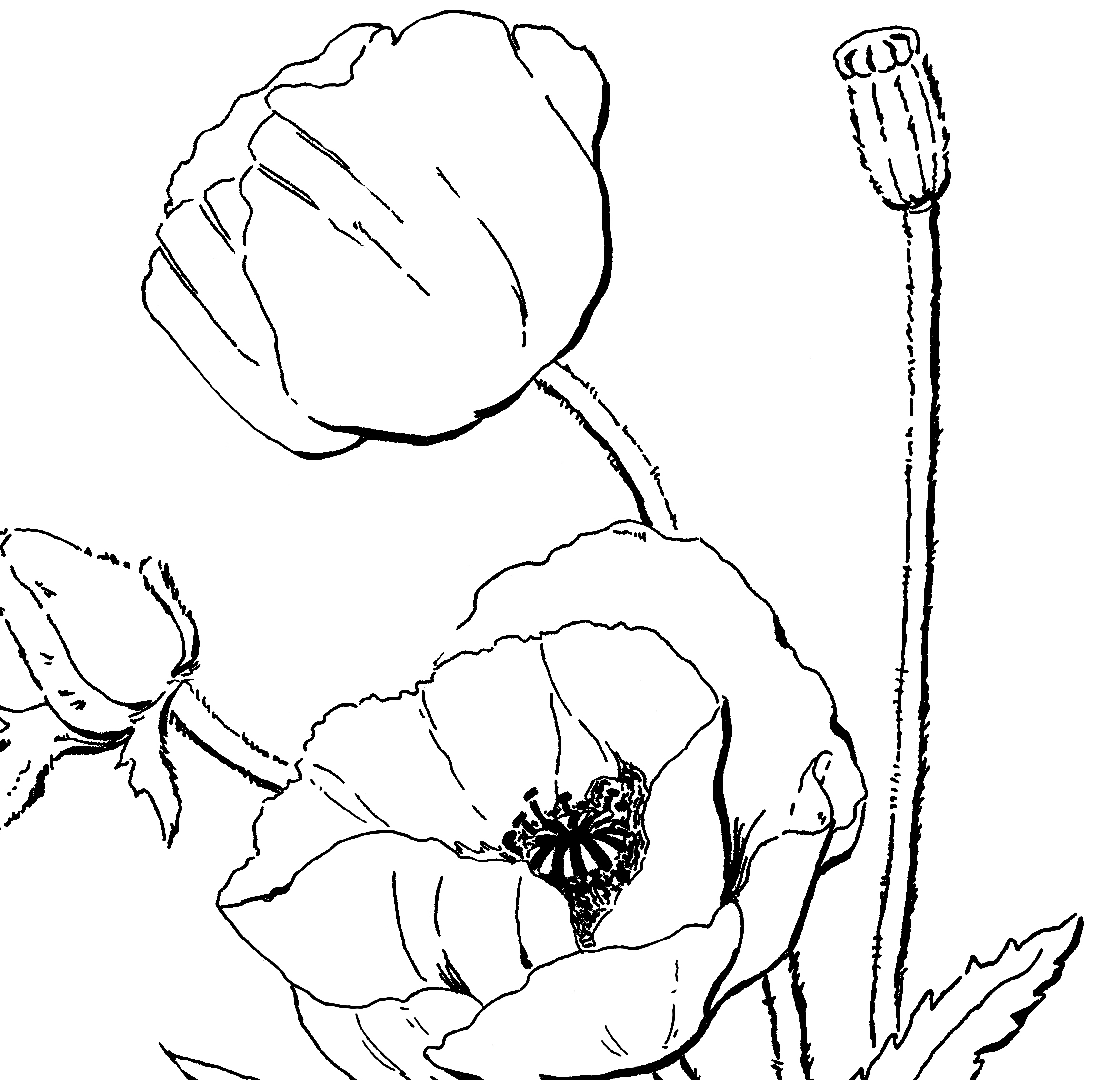 2352x2268 Poppy Coloring Page For Adults!