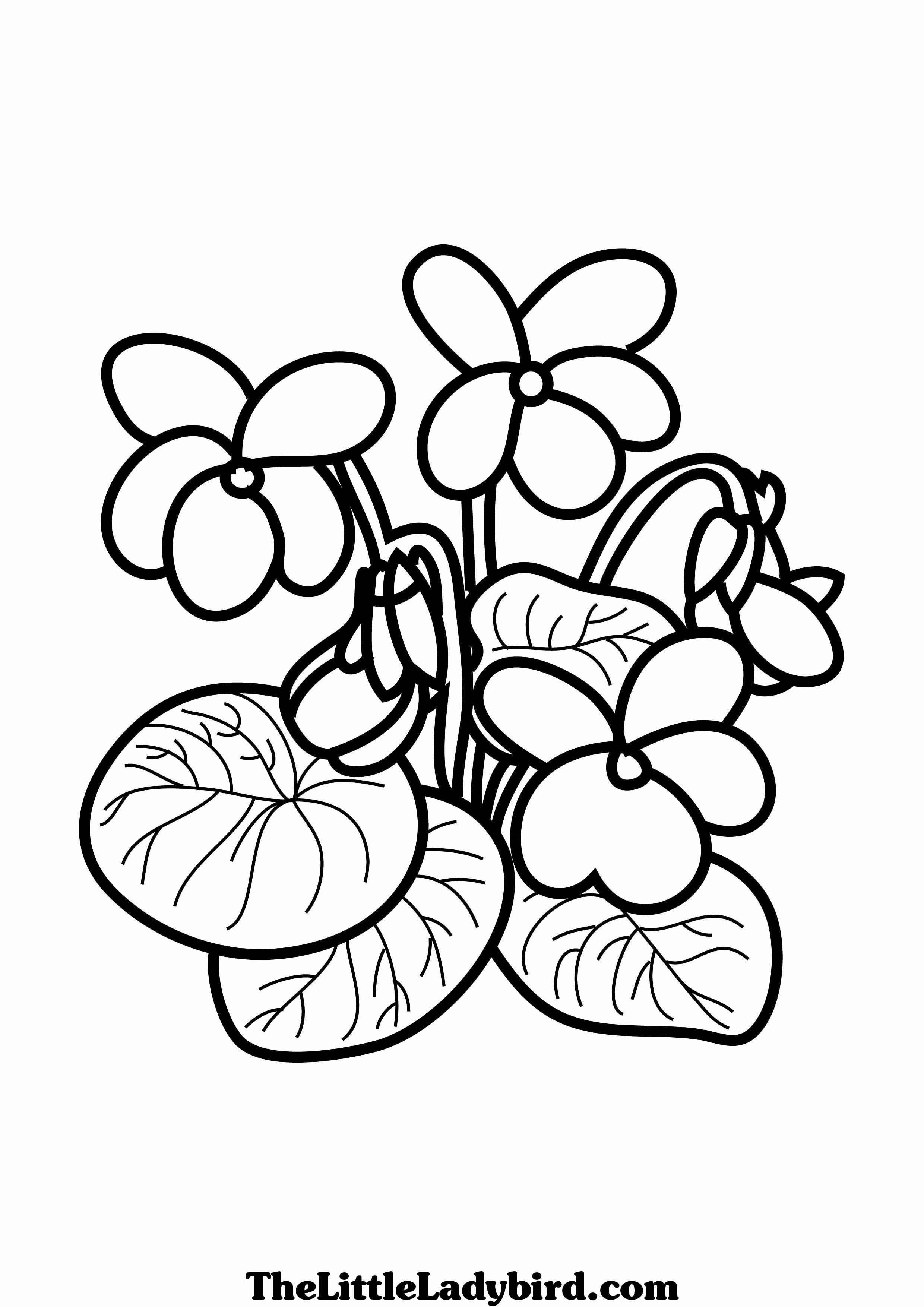 2480x3508 Fascinating Violet Hladat Googlom Zahrada Picture Of Flower