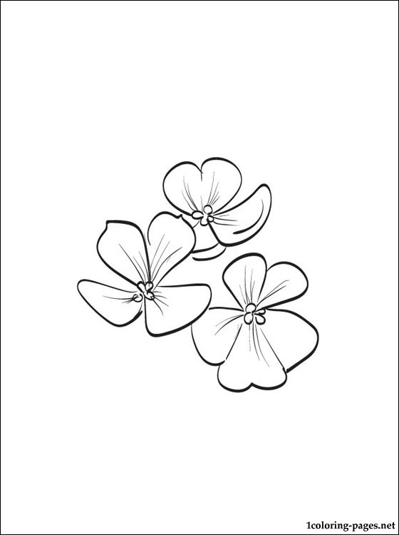 560x750 Violet Printable And Coloring Page Coloring Pages