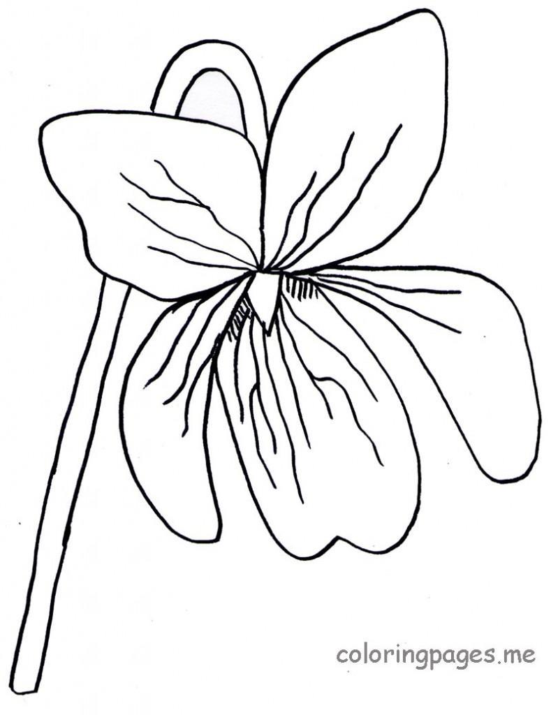 Best Coloring Page Violet Flower Fun Pict Of Style And Sheet 789x1024 Best Coloring Page Violet Flower Fun Pict Of Style And Sheet