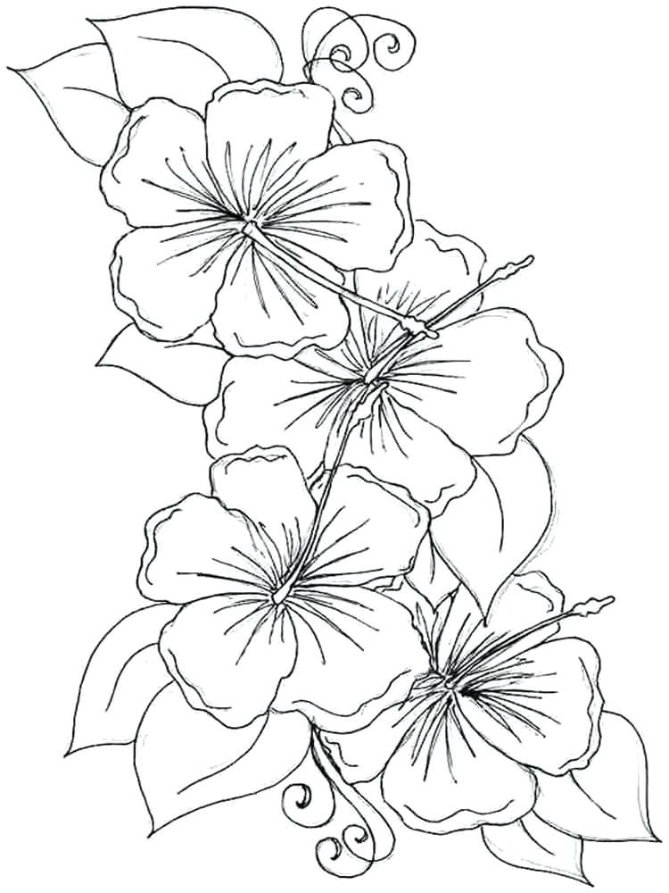 Violet Flower Coloring Page Hibiscus Flower Coloring Pages 1 750x1000 Violet Flower Coloring Page Hibiscus Flower Coloring Pages 1
