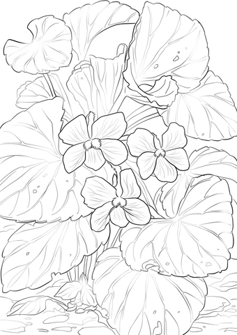 Wood Violet Flower Coloring Page 340x480 Wood Violet Flower Coloring Page