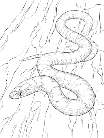 360x480 Viper Snake Coloring Page Best Of Viper Snake Drawing