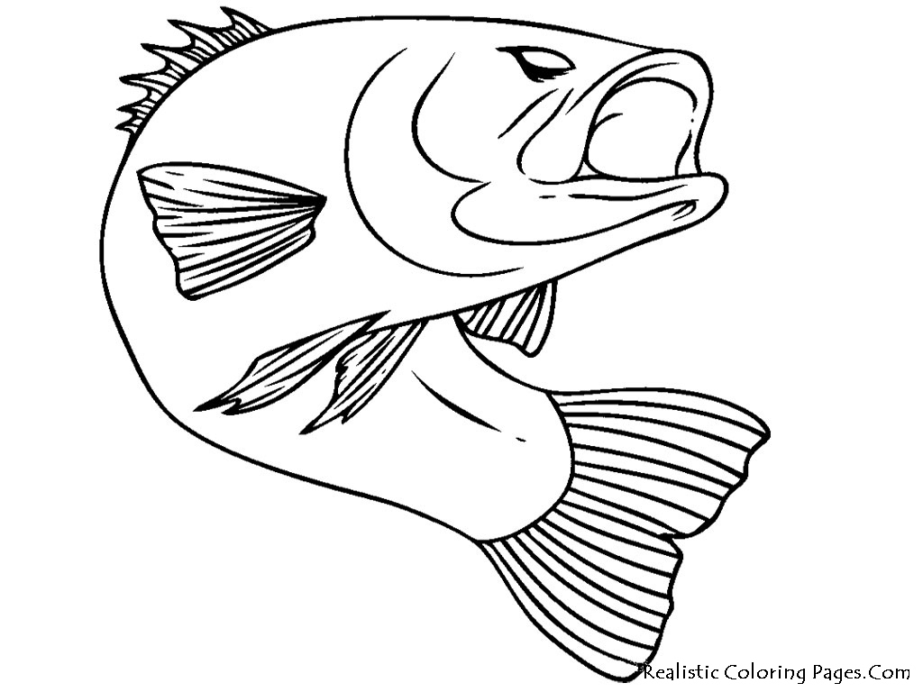 Fish Coloring Page Elegant Fish Realistic Coloring Pages Logo 1024x768 Fish Coloring Page Elegant Fish Realistic Coloring Pages Logo