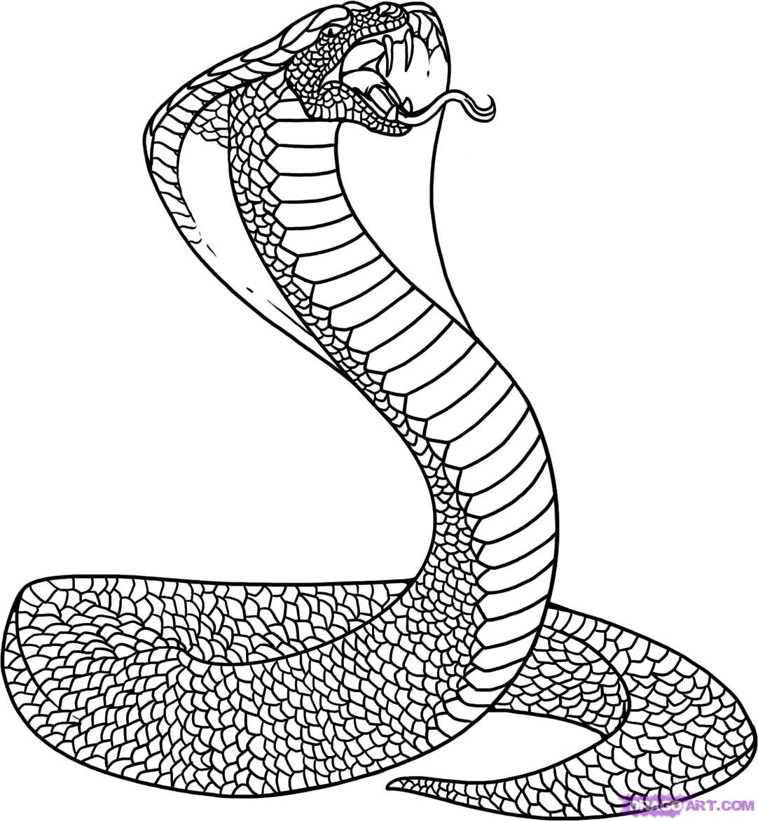 King Snake Coloring Page Coloring Pages For Kids 2 Clip Art 1082x1173 King Snake Coloring Page Coloring Pages For Kids 2 Clip Art