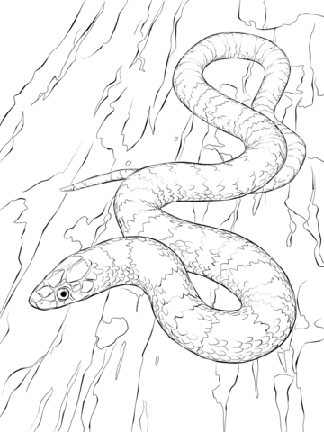 Viper Snake Coloring Pages at GetColorings.com | Free printable ...