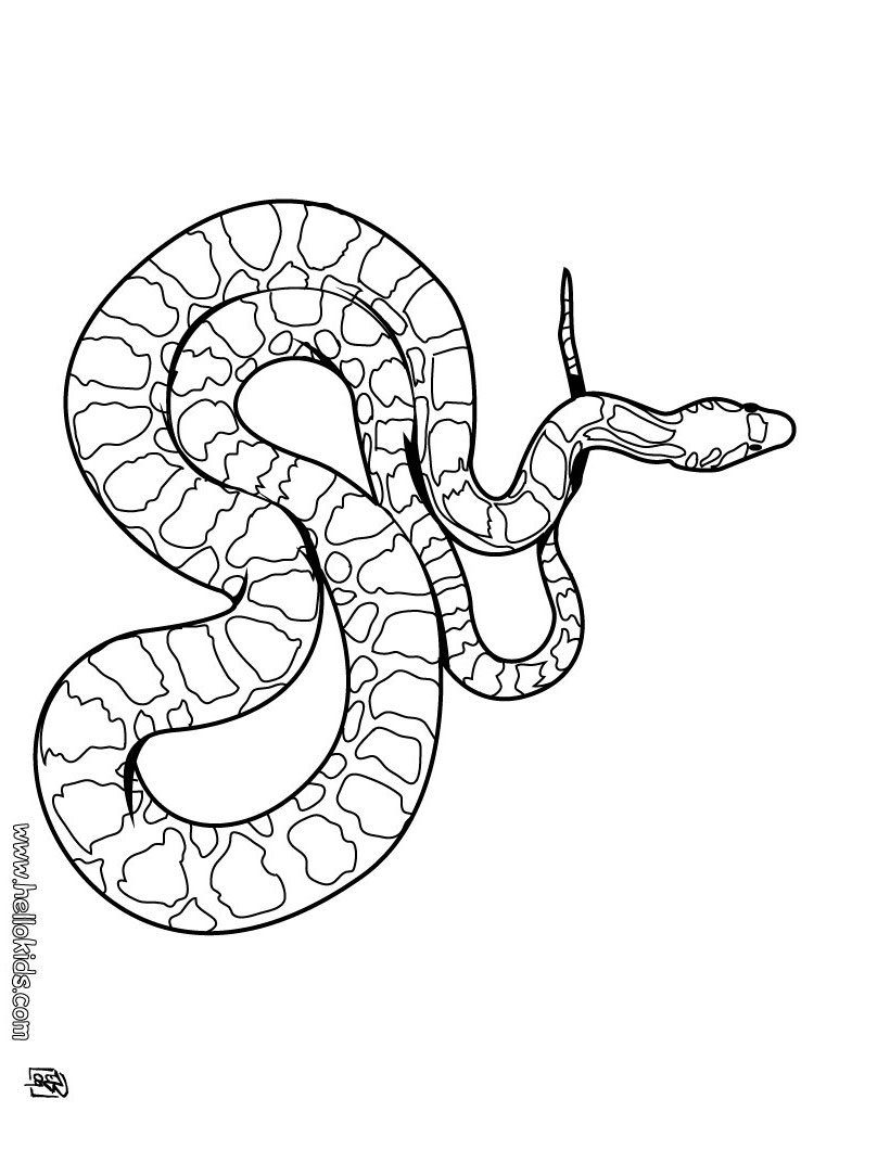 Boa Snake Coloring Pages 820x1060 Boa Snake Coloring Pages