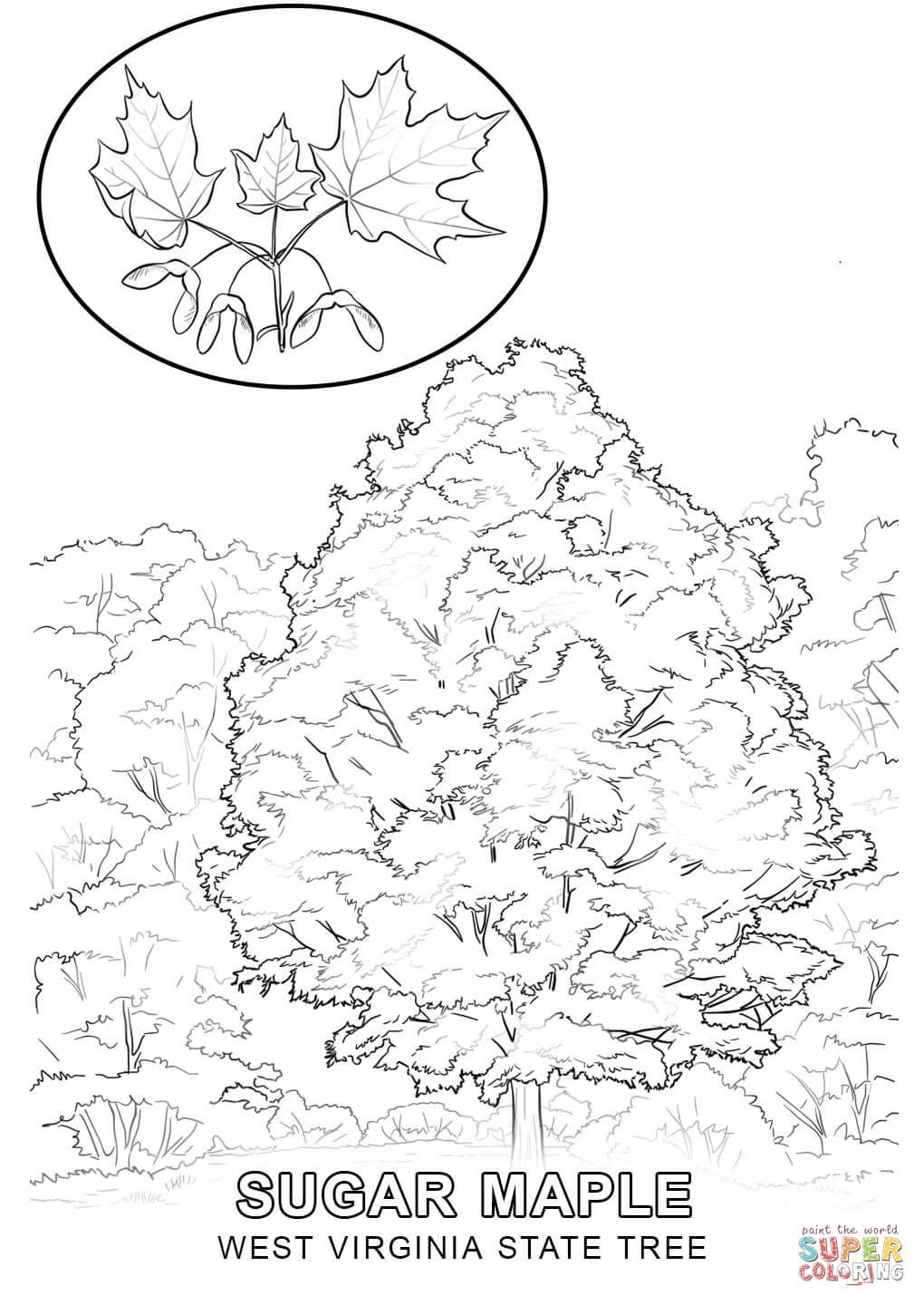 West Virginia State Tree Coloring Pages West Virginia Map 1020x1440 West Virginia State Tree Coloring Pages West Virginia Map