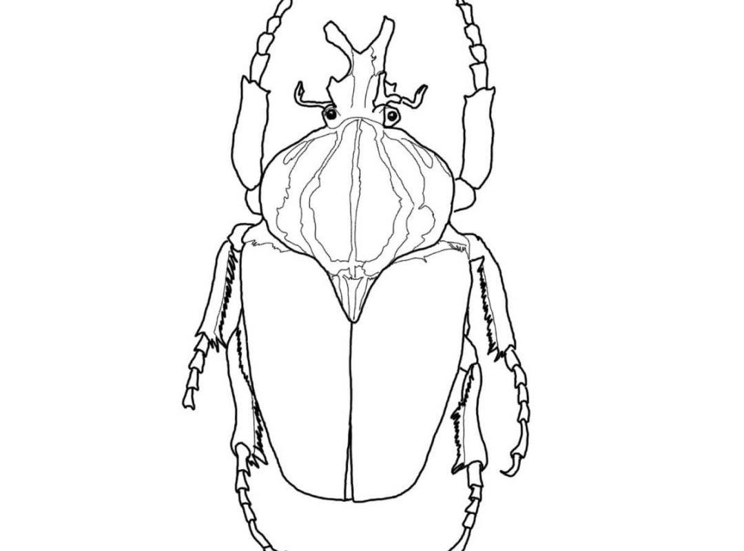 Insects Colorings Pdf To Print Ratatuille Coloring Pages 1080x800 Insects Colorings Pdf To Print Ratatuille Coloring Pages