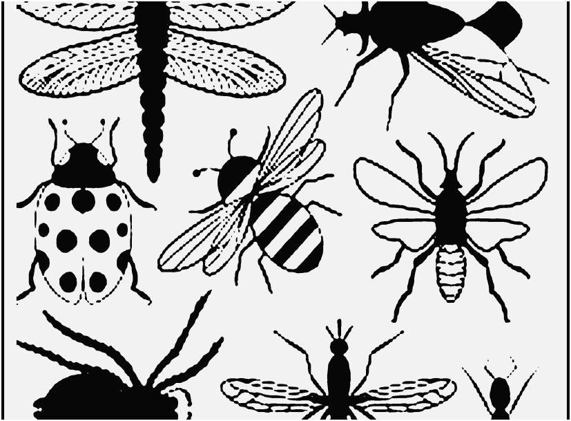 Printable Coloring Pages Vw Bug Display Bug Coloring Pages Free 827x609 Printable Coloring Pages Vw Bug Display Bug Coloring Pages Free
