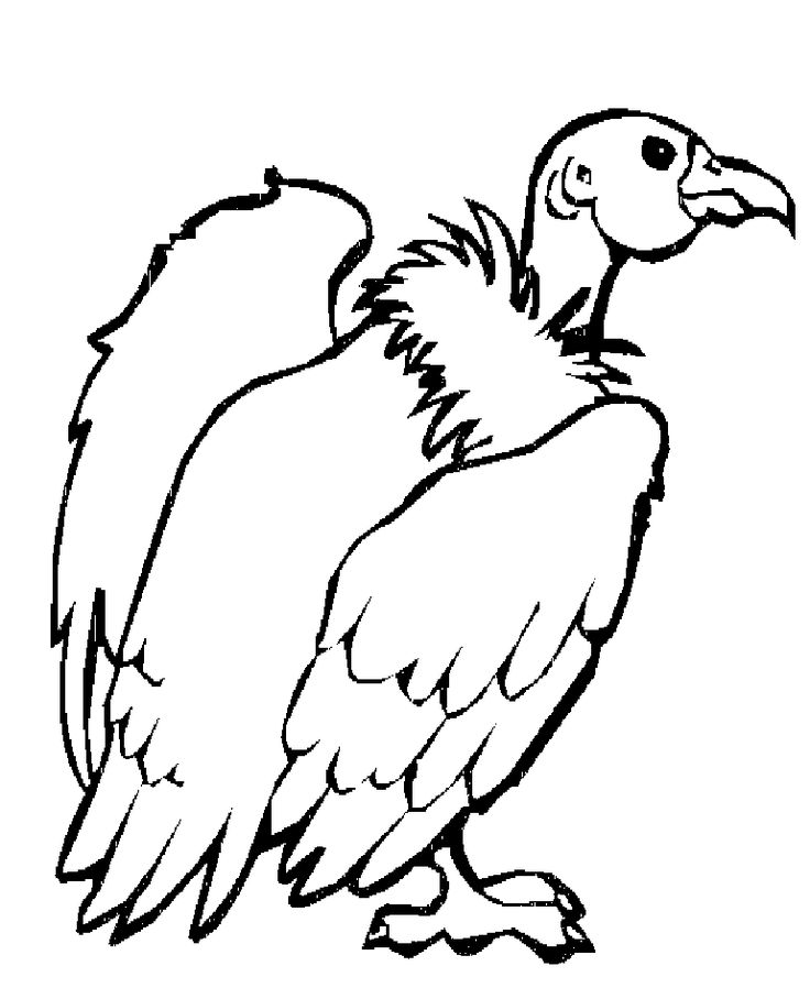 Vulture Coloring Page