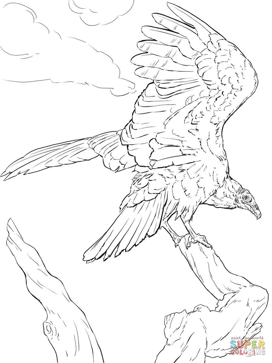 900x1200 Realistic Turkey Vulture Coloring Page Free Printable Pages