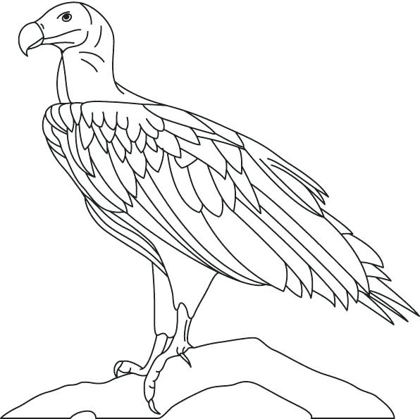 596x595 Vulture Coloring Pages Hooded Vulture Coloring Page Vulture