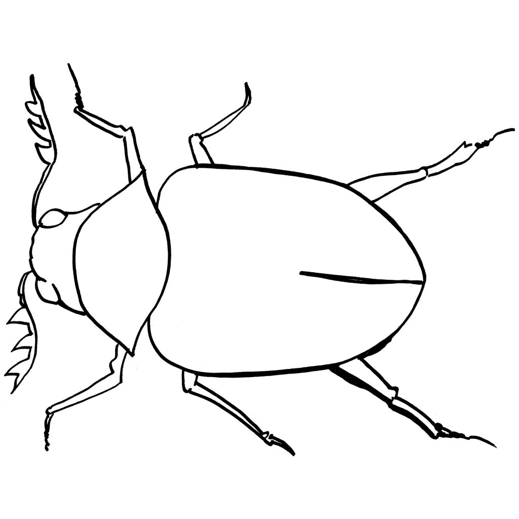 Small Beetleing Page Source 4hk Pages For Kids Frightening Insect 1024x1024 Small Beetleing Page Source 4hk Pages For Kids Frightening Insect