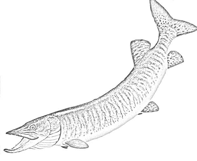 Walleye Coloring Page